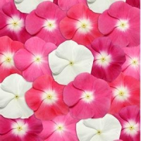 Pacifica XP Halo Mix Vinca